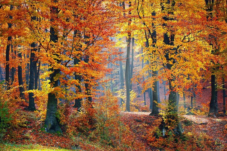 seasonal allergies. Pretty woods in autumn
