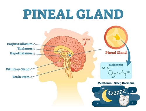 good sleep. Infographic of how the pineal gland works and is affected by sleep